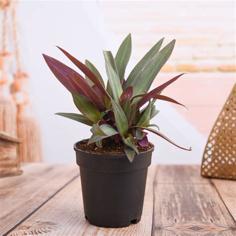 Buy Rhoeo Plant, Rhoeo discolor Compacta - Plant online from ...