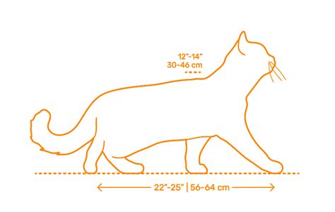 Cat Side View Drawing The purpose is to convey all the information ...