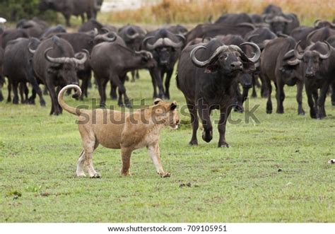 5 Lion Vs Buffalo Images, Stock Photos & Vectors | Shutterstock