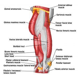 The Iliotibial Band - Spontaneous Muscle Release TechniqueSpontaneous Muscle Release Technique