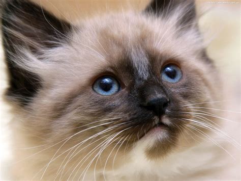 Small beautiful Siamese cat close-ups wallpapers and images - wallpapers, pictures, photos