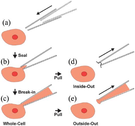 Progress in automating patch clamp cellular physiology - Luca A. Annecchino, Simon R. Schultz, 2018