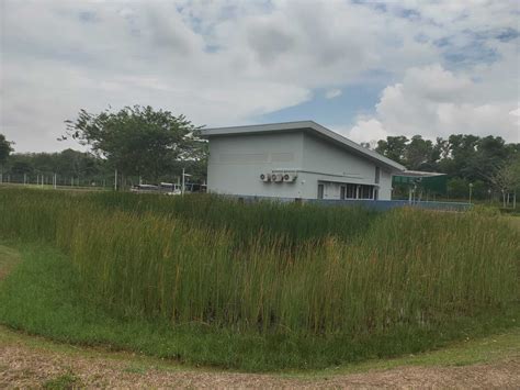 Lorong Halus Wetland - Park, Birds, Address & Opening Hours, Singapore