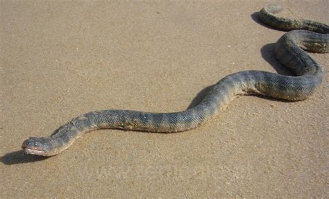 Beaked Sea Snake Facts and Pictures