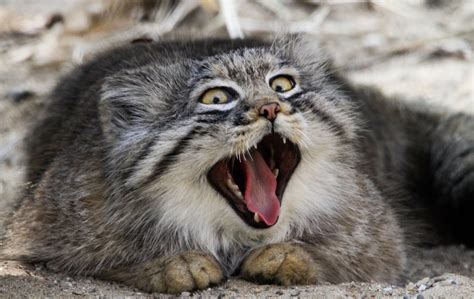 Manul Cat | Manul Cat Zoo Mulhouse | Michel Mrazek | Flickr