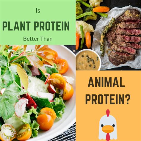 Animal Protein Vs Plant Protein. Protein is just protein how does it ...