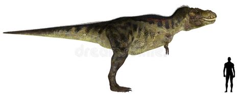 Tyrannosaurus Size Comparison Stock Illustration - Illustration of late ...