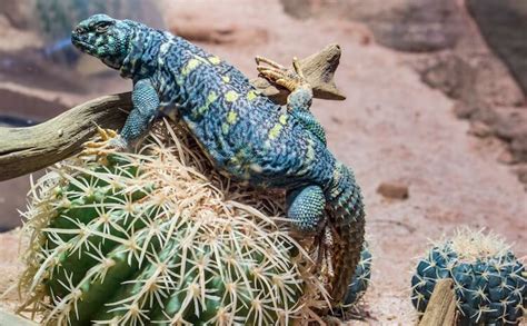 Top 10 Types of Uromastyx Species, Morphs & Colors - More Reptiles