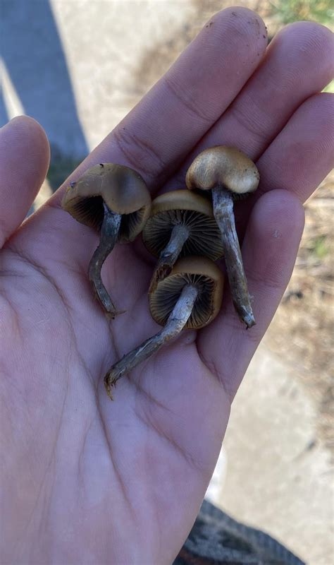 Psilocybe Subaeruginosa identification : r/ShroomID