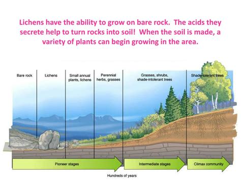 PPT - Mount St. Helens PowerPoint Presentation, free download - ID:1878846