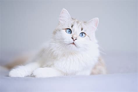 Cute White Cat Blue Eyes