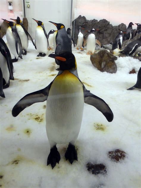 OurTravelPics.com :: Travel photos :: Series melbourne :: Photo 568 :: King Penguins at the ...