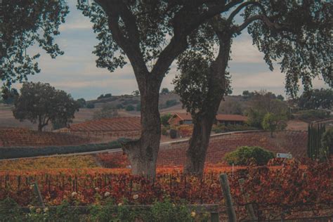 A Guide To Santa Ynez Valley: California’s Charming Central Wine Region - Passport To Eden