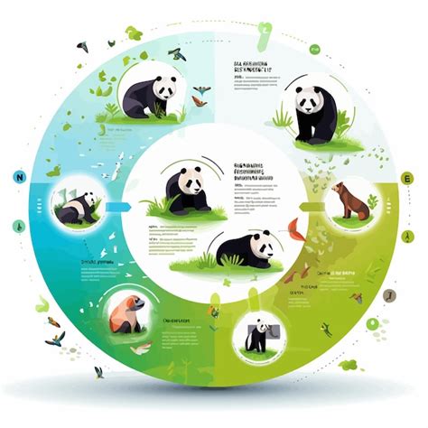 Panda_life_cycle_infographic_vector | Premium AI-generated vector