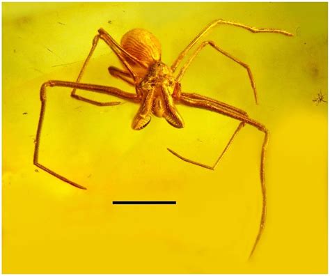 Archaeid spider in Baltic amber. Notes: The presence of this family... | Download Scientific Diagram