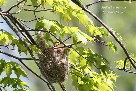 Baltimore Oriole Nest | Birding Pictures