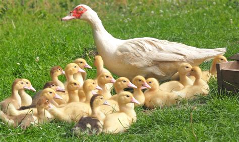 How To Start Duck Farming In Nigeria Or Africa: Complete Guide