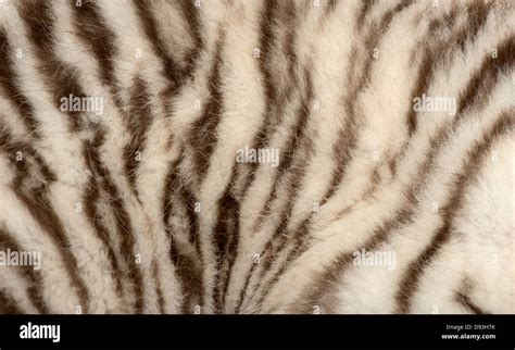 Tiger fur pattern hi-res stock photography and images - Alamy