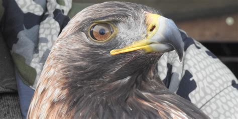 Golden eagle conservation project wins renowned ecology award | indy100