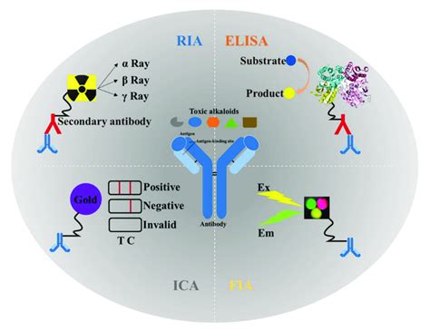 Application and schematic diagram of four types of immunoassays in the... | Download Scientific ...