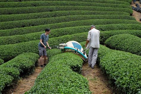 Harvesting Archives - Global Japanese Tea Association