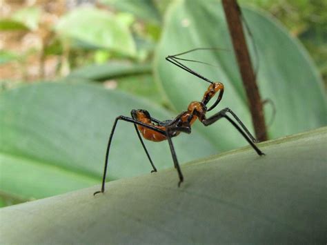 Unidentified Reduviidae Nymph | Order Hemiptera Family Reduv… | Flickr