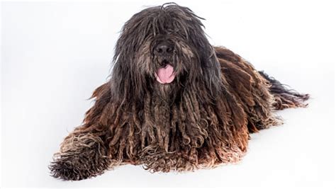 Meet the breed: Bergamasco Shepherd – SheKnows