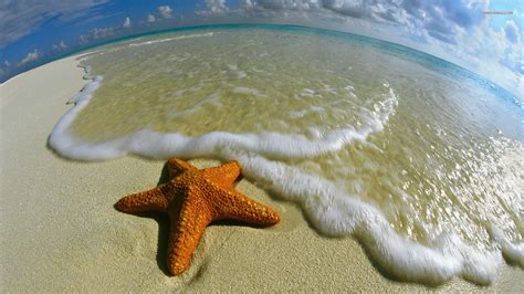 🔥 Free download Starfish Wallpaper [1920x1080] for your Desktop, Mobile ...