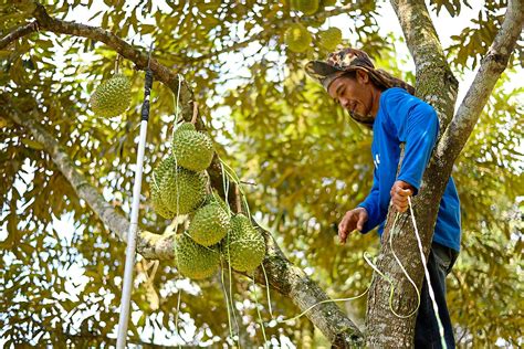 Durian Season Comes with a Hefty Price Increase This Year and Here's Why - ExpatGo