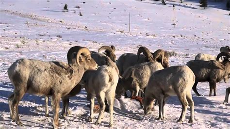 Wyoming Jackson National Elk Refuge Winter 2011 - YouTube