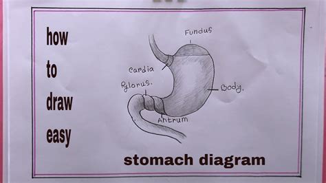 Simple Stomach Diagram