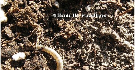 Heidi Horticulture: Worms in house plant soil...