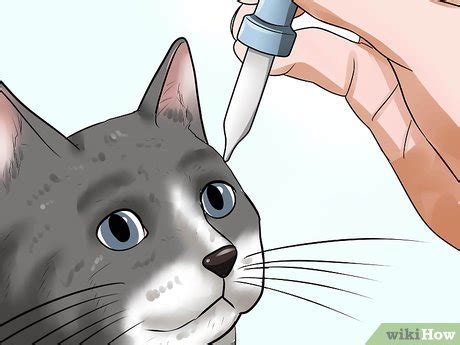 How to Treat Third Eyelid Protrusion in Cats: 8 Steps