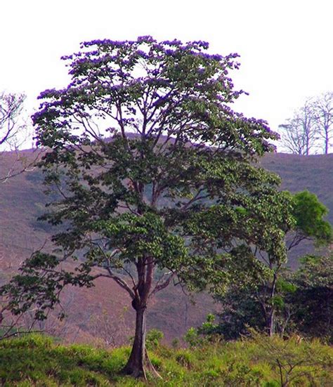 Panama Tree - Siva Ashram