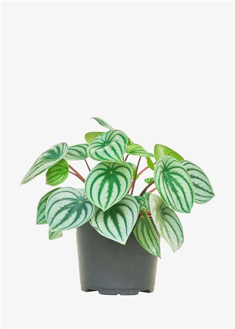 Watermelon Peperomia | Joybird