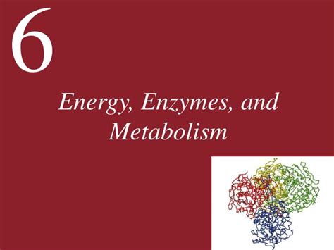 PPT - Energy, Enzymes, and Metabolism PowerPoint Presentation, free download - ID:4027859