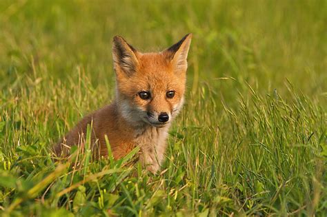 Red Fox Pup | Sean Crane Photography