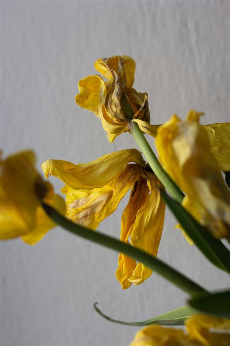 Yellow Daffodils Photos, Download Free Yellow Daffodils Stock Photos ...