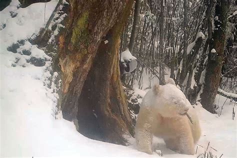 Rare albino panda spotted in China's Wolong National Nature Reserve ...