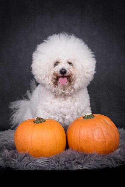 Premium Photo | Portrait of the bichon frise dog
