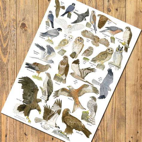 British Birds of Prey and Owls Identification A4 Card Poster, Art Print