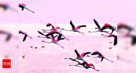 Migratory birds may bypass Jayakwadi this year as overflowing dam submerges habitat | Aurangabad ...