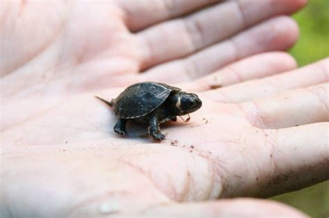 A Partnership to Protect North America’s Tiniest Turtle