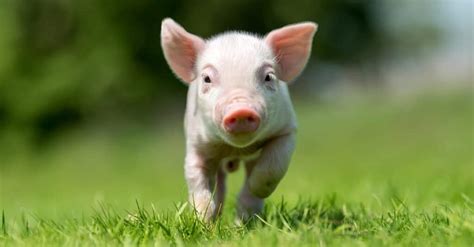 Pig Teeth: Everything You Need to Know - A-Z Animals