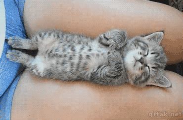 Baby Kitten GIFs - Find & Share on GIPHY