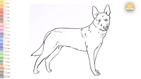 Belgian malinois drawing EASY | How to draw A Belgian malinois dog breed - YouTube