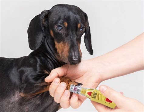 Grooming Your Dachshund: Essential Tips From Professional Groomer