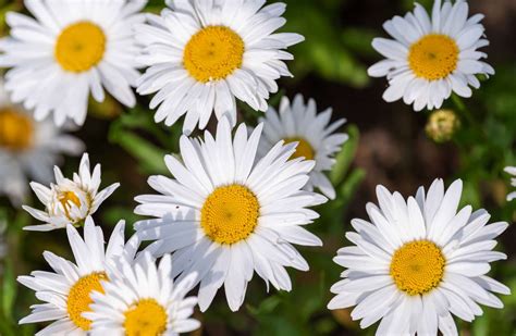 How to Grow and Care for Shasta Daisy Flowers