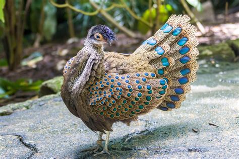 Is the peacock-pheasant’s iridescent plumage more than meets the eye ...