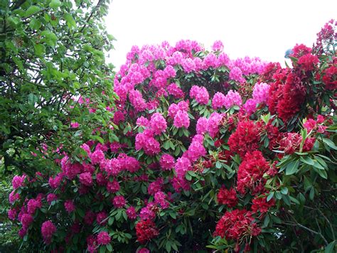 File:Garden with Rhododendrons.JPG - Wikipedia, the free encyclopedia